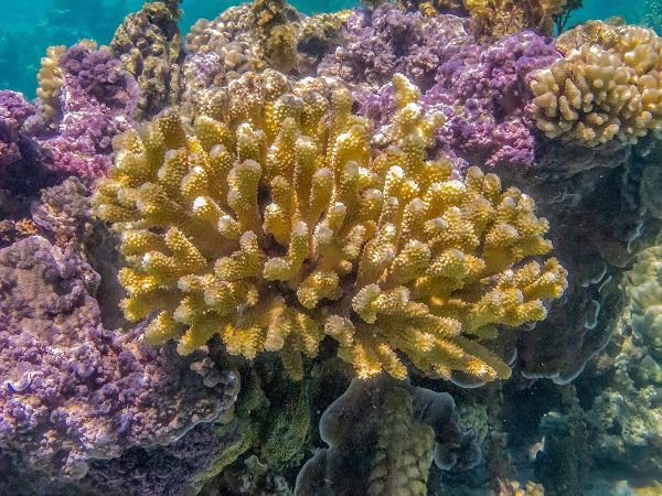 French Polynesia- Bora Bora. Close-up of coral garden.